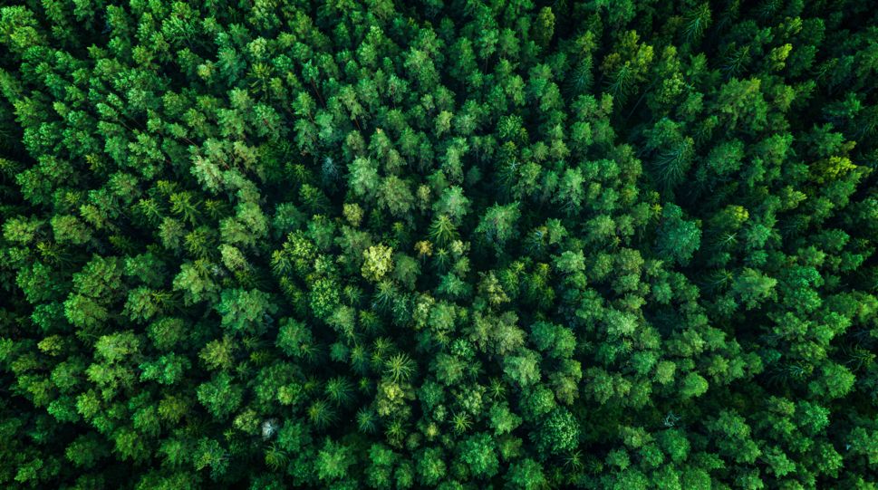 arbres | environnement | forêt | bois | écosystème | développement durable | vert | feuilles
